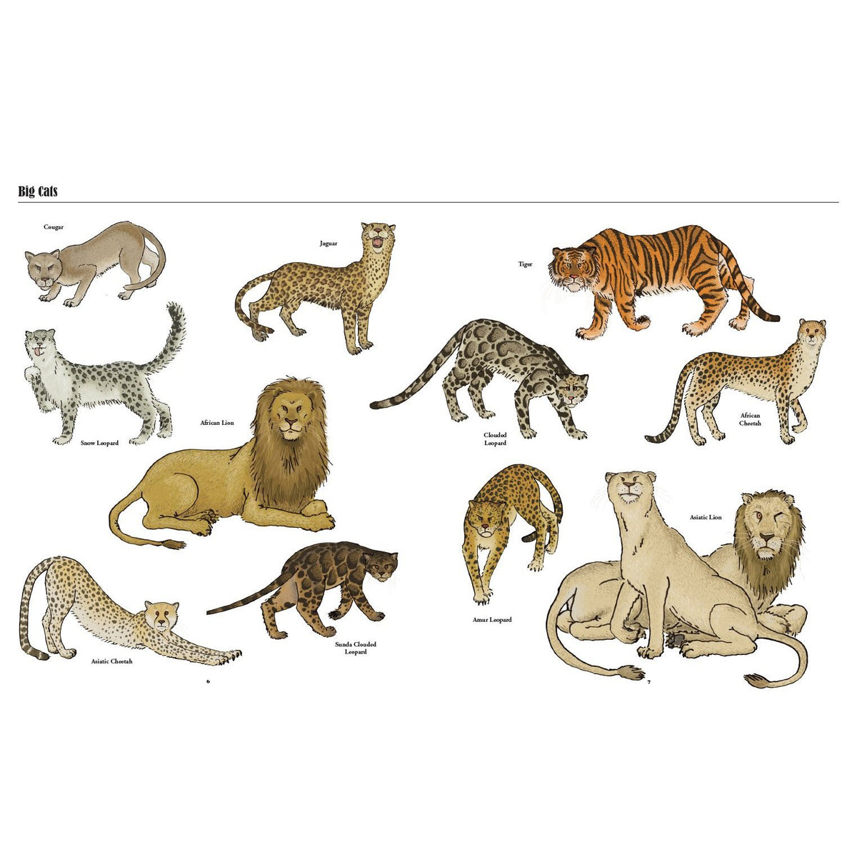 Product image of Big Cats, Little Cats : A Visual Guide to the World's Cats