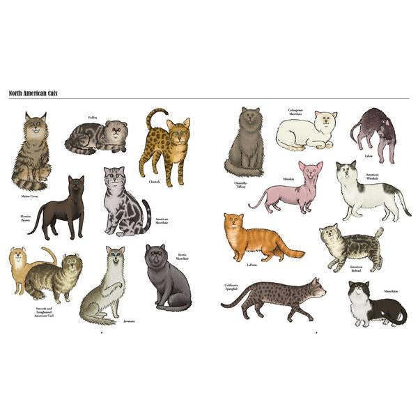 Product image of Big Cats, Little Cats : A Visual Guide to the World's Cats