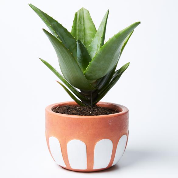 Arches Pot (Brown/White)