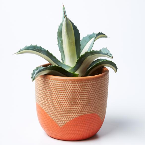 Product image of Petal Pot (Multiple Colors)