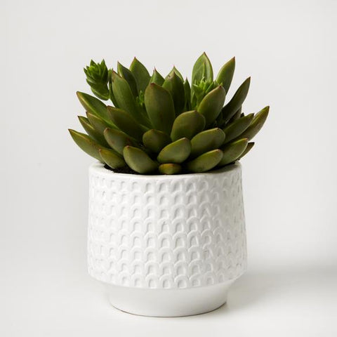 Arches Planter - White