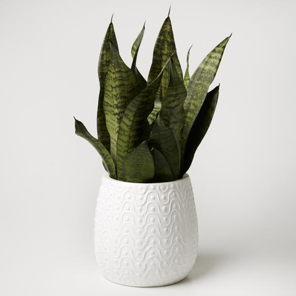 Curves Planter - White