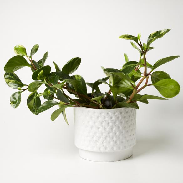 Footed Star Planter - White