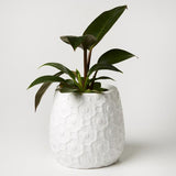 Ditsy Planter (Multiple Colors)