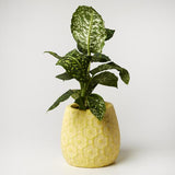 Ditsy Planter (Multiple Colors)