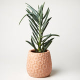 Ditsy Planter (Multiple Colors)