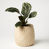 Ditsy Planter (Multiple Colors)