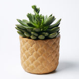 Shell Planter (Multiple Colors)