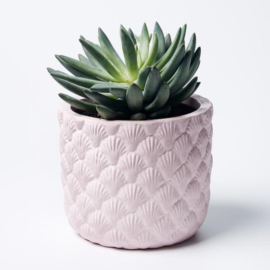 Product image of Shell Planter (Multiple Colors)