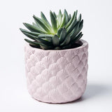 Shell Planter (Multiple Colors)