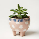 Paper Cut Planter Star (Multiple Colors)