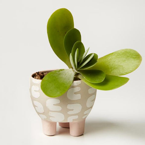Paper Cut Planter Curve (Multiple Colors)
