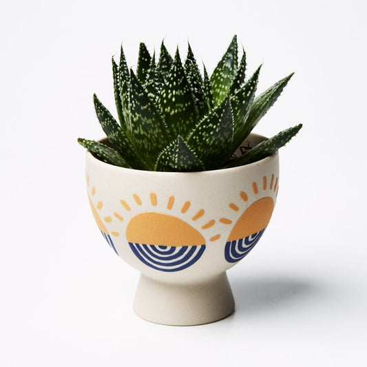 Product image of Rising Sun Planter